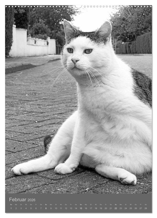 Sonja Heller Katzen in SW-Portraits (CALVENDO Premium Wandkalender 2026)