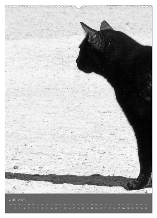 Sonja Heller Katzen in SW-Portraits (CALVENDO Premium Wandkalender 2026)