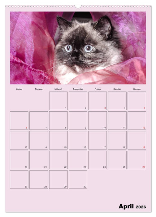 Mit Katzen durchs Jahr / Planer (CALVENDO Wandkalender 2026)