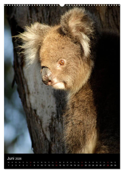 Tiere - Animals (CALVENDO Premium Wandkalender 2026)