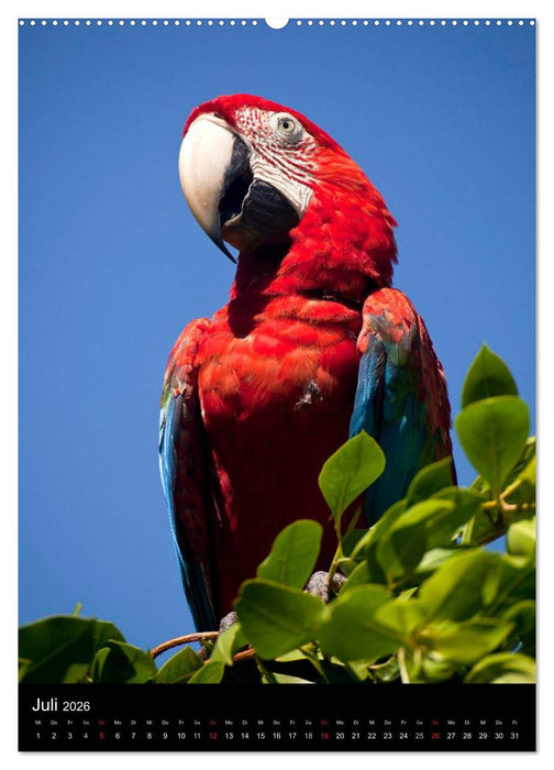 Tiere - Animals (CALVENDO Premium Wandkalender 2026)