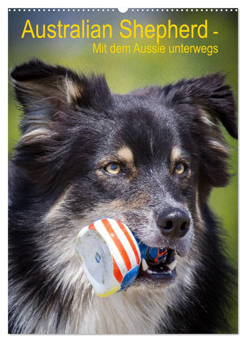 Australian Shepherd – Mit dem Aussie unterwegs (CALVENDO Wandkalender 2026)