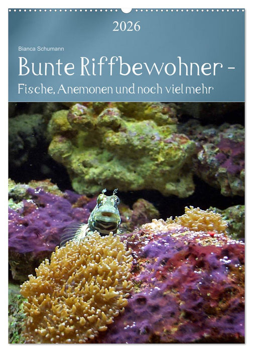 Bunte Riffbewohner - Fische, Anemonen und noch viel mehr (CALVENDO Wandkalender 2026)