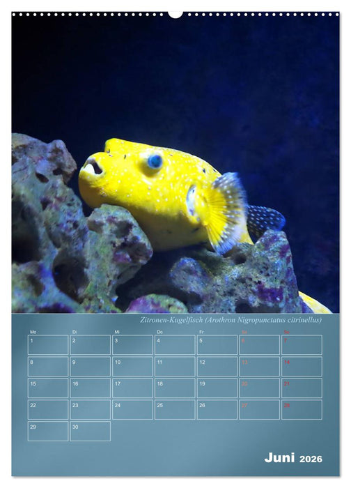 Bunte Riffbewohner - Fische, Anemonen und noch viel mehr (CALVENDO Wandkalender 2026)