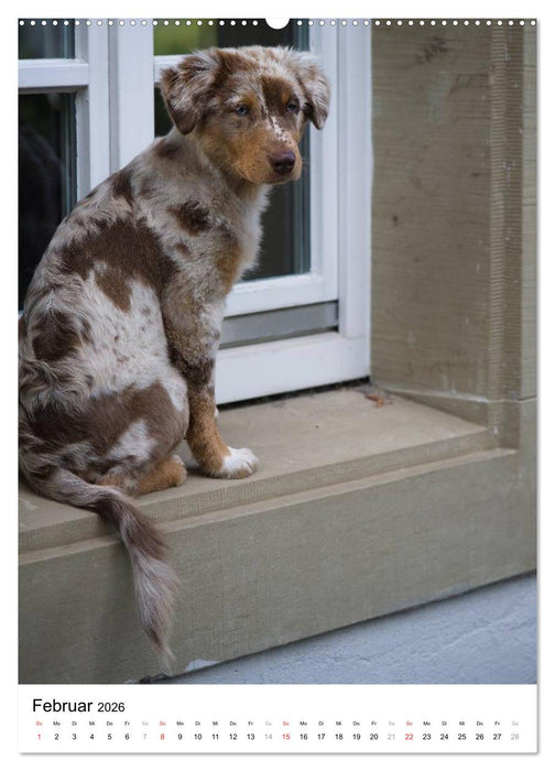 Kleine und große Hundekinder 2026 (CALVENDO Premium Wandkalender 2026)