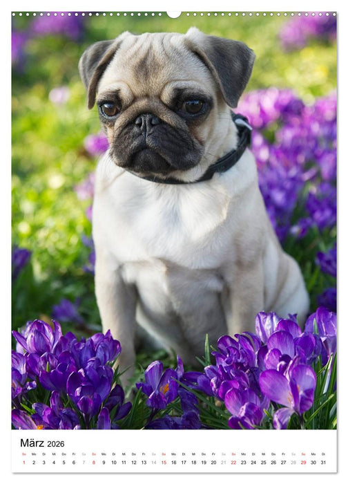 Kleine und große Hundekinder 2026 (CALVENDO Premium Wandkalender 2026)