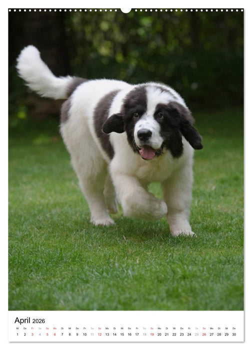 Kleine und große Hundekinder 2026 (CALVENDO Premium Wandkalender 2026)