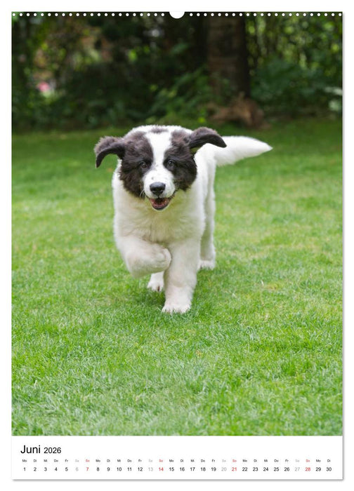Kleine und große Hundekinder 2026 (CALVENDO Premium Wandkalender 2026)