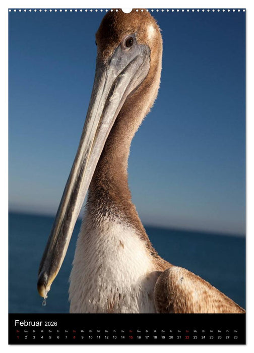 Tiere - Animals (CALVENDO Wandkalender 2026)