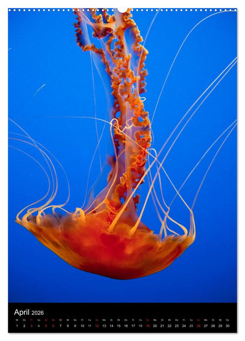 Tiere - Animals (CALVENDO Wandkalender 2026)