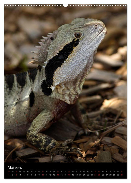 Tiere - Animals (CALVENDO Wandkalender 2026)