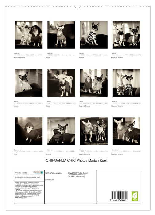 CHIHUAHUA CHIC Photos Marion Koell (CALVENDO Premium Wandkalender 2026)