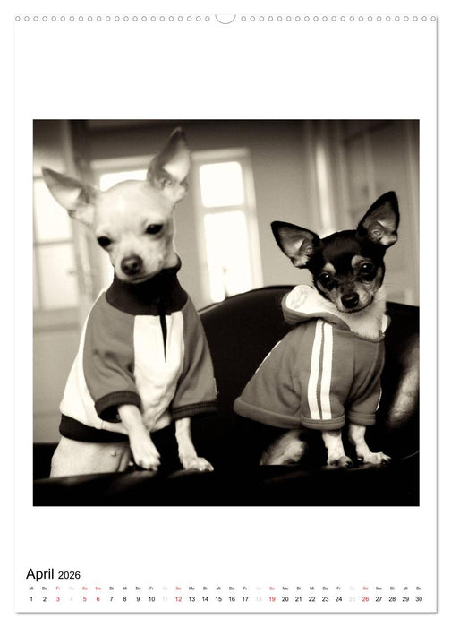 CHIHUAHUA CHIC Photos Marion Koell (CALVENDO Premium Wandkalender 2026)