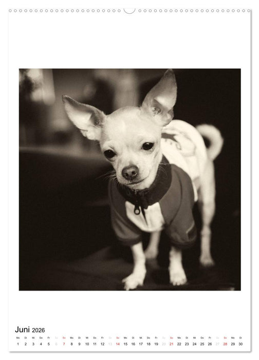 CHIHUAHUA CHIC Photos Marion Koell (CALVENDO Premium Wandkalender 2026)