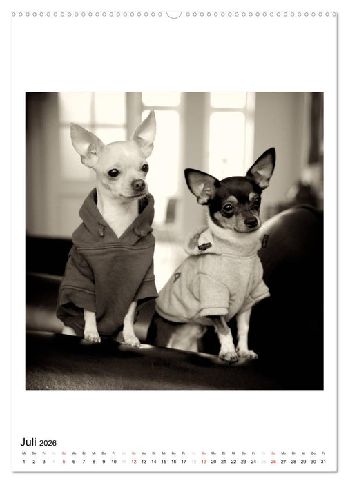 CHIHUAHUA CHIC Photos Marion Koell (CALVENDO Premium Wandkalender 2026)