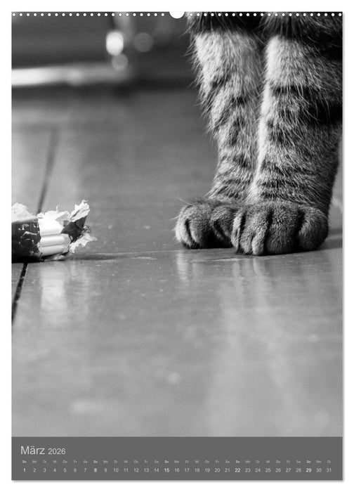 Sonja Heller Katzen in SW-Portraits (CALVENDO Wandkalender 2026)