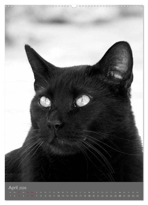 Sonja Heller Katzen in SW-Portraits (CALVENDO Wandkalender 2026)