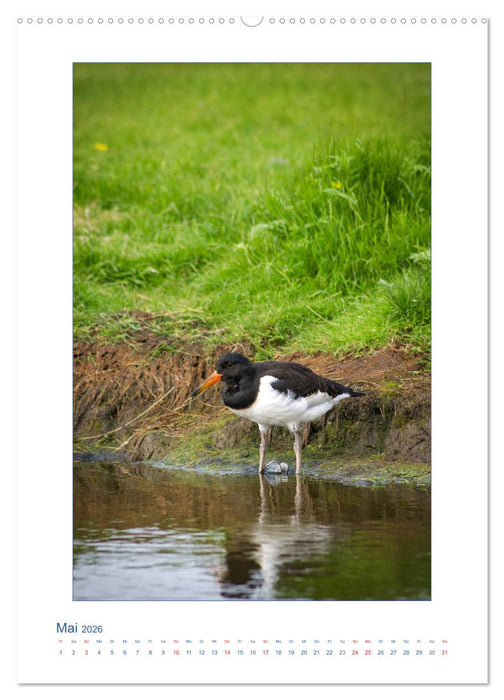 Insel Amrum - Friesische Impressionen (CALVENDO Wandkalender 2026)