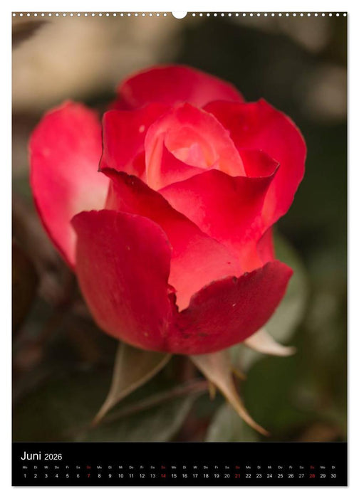 Zauberhafte Rosen (CALVENDO Premium Wandkalender 2026)