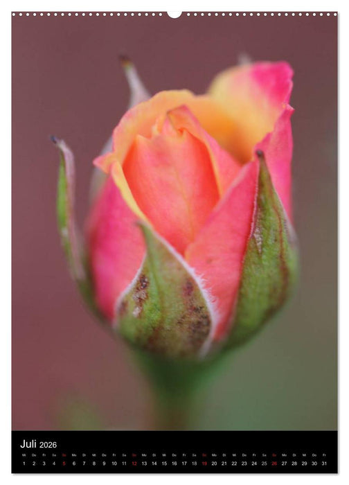 Zauberhafte Rosen (CALVENDO Premium Wandkalender 2026)