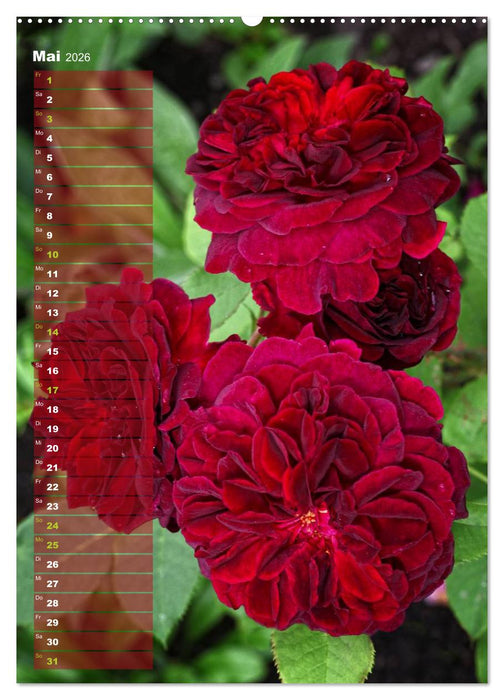 Rosen für DICH / Geburtstagskalender (CALVENDO Premium Wandkalender 2026)