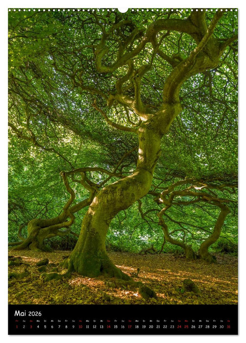 Rügen Sichtweisen (CALVENDO Premium Wandkalender 2026)