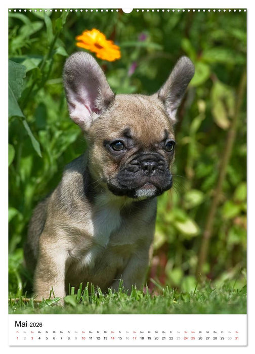 Kleine und große Hundekinder 2026 (CALVENDO Wandkalender 2026)