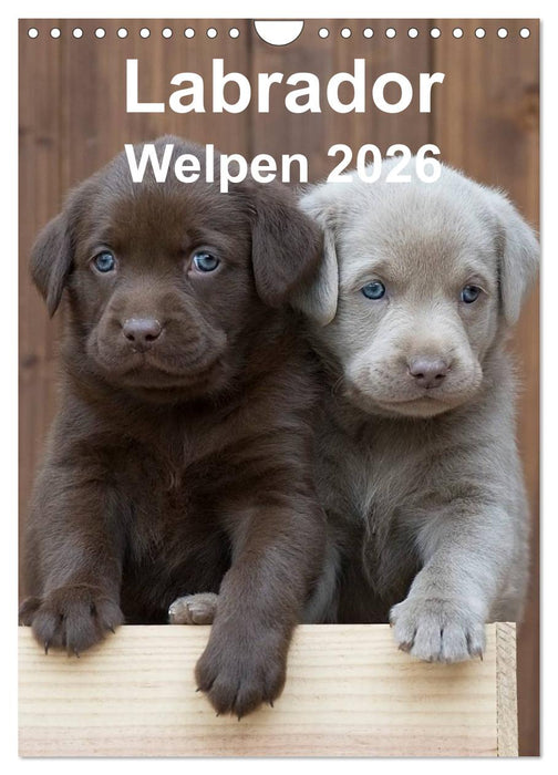 Labrador Welpen (CALVENDO Wandkalender 2026)