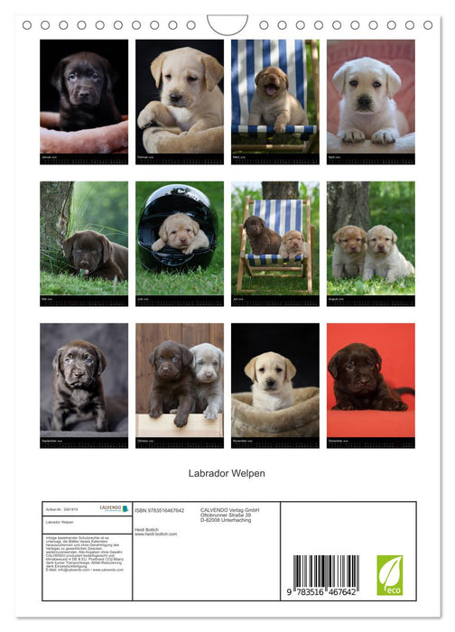 Labrador Welpen (CALVENDO Wandkalender 2026)