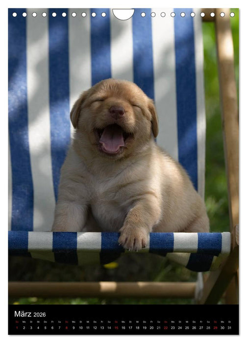 Labrador Welpen (CALVENDO Wandkalender 2026)