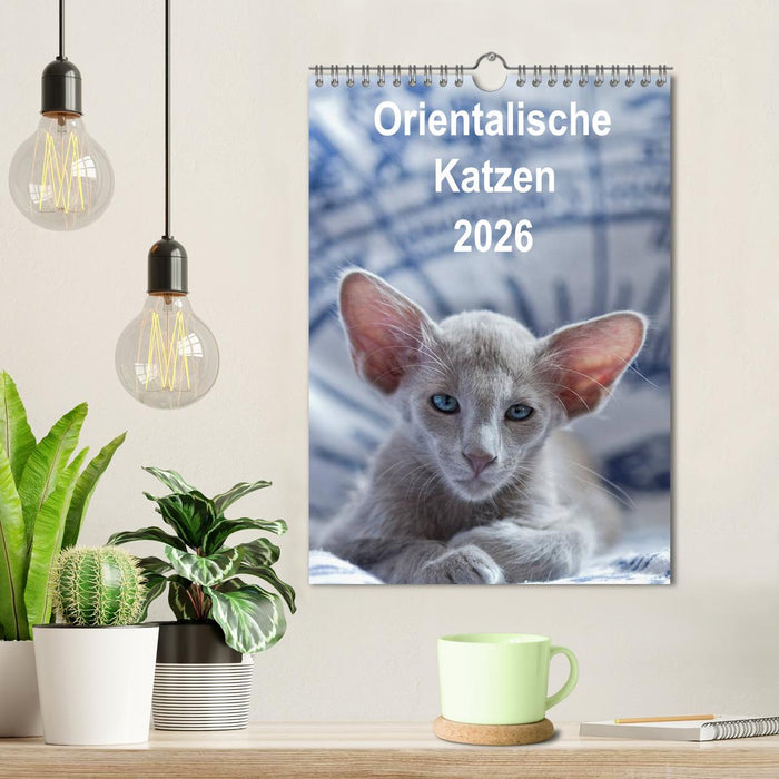 Orientalische Katzen 2026 (CALVENDO Wandkalender 2026)
