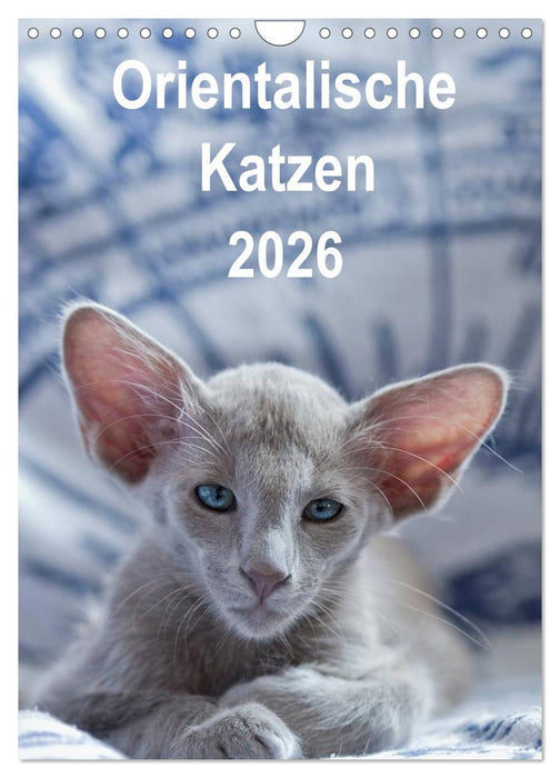Orientalische Katzen 2026 (CALVENDO Wandkalender 2026)