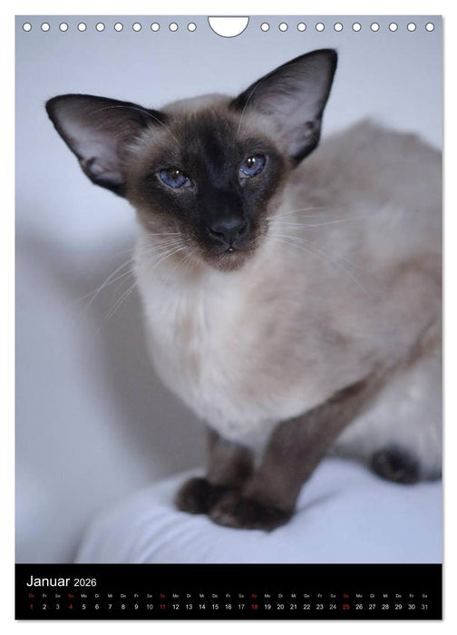 Orientalische Katzen 2026 (CALVENDO Wandkalender 2026)