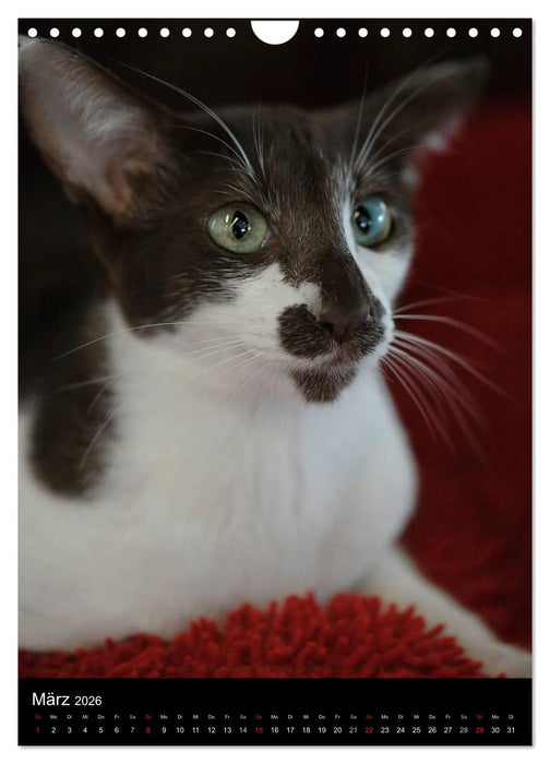 Orientalische Katzen 2026 (CALVENDO Wandkalender 2026)