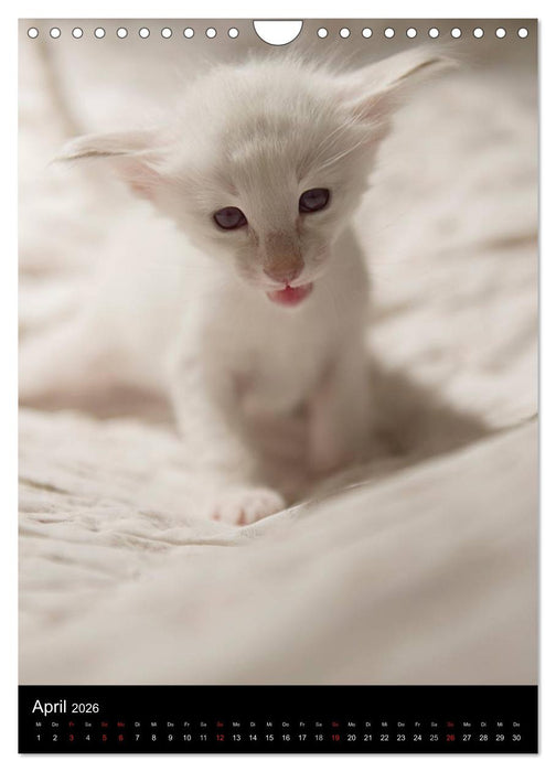 Orientalische Katzen 2026 (CALVENDO Wandkalender 2026)