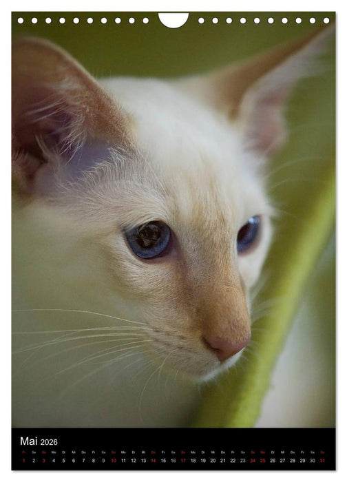 Orientalische Katzen 2026 (CALVENDO Wandkalender 2026)