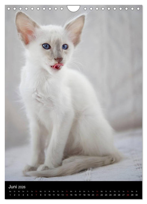 Orientalische Katzen 2026 (CALVENDO Wandkalender 2026)