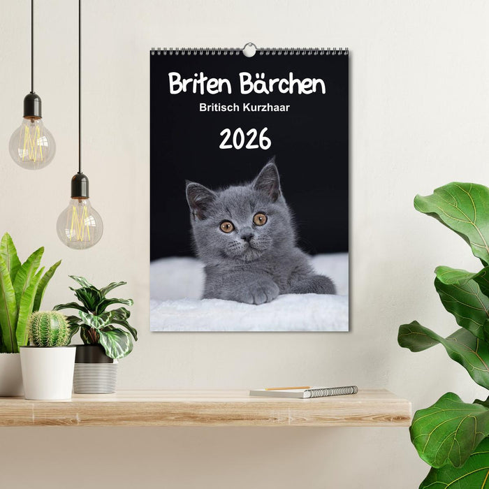 Briten Bärchen – Britisch Kurzhaar 2026 (CALVENDO Wandkalender 2026)