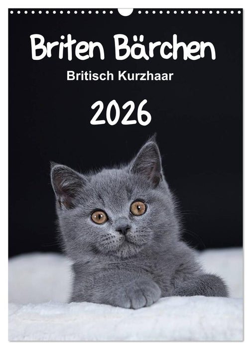 Briten Bärchen – Britisch Kurzhaar 2026 (CALVENDO Wandkalender 2026)