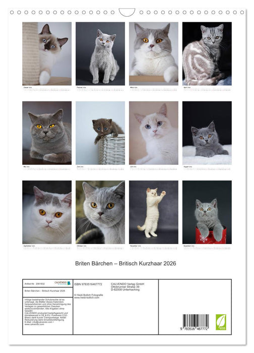 Briten Bärchen – Britisch Kurzhaar 2026 (CALVENDO Wandkalender 2026)