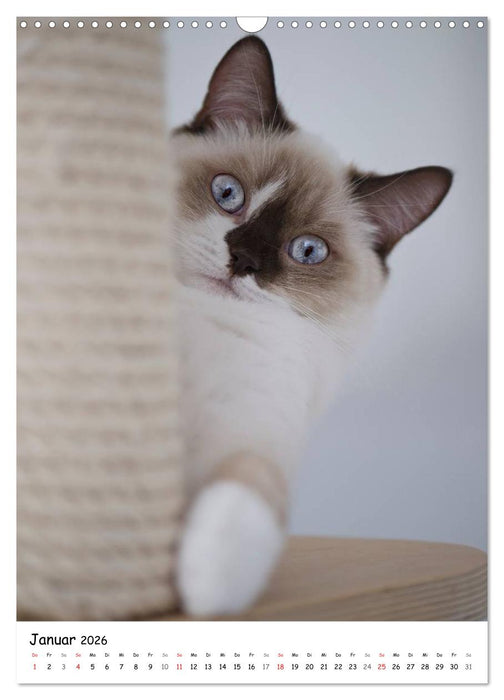 Briten Bärchen – Britisch Kurzhaar 2026 (CALVENDO Wandkalender 2026)