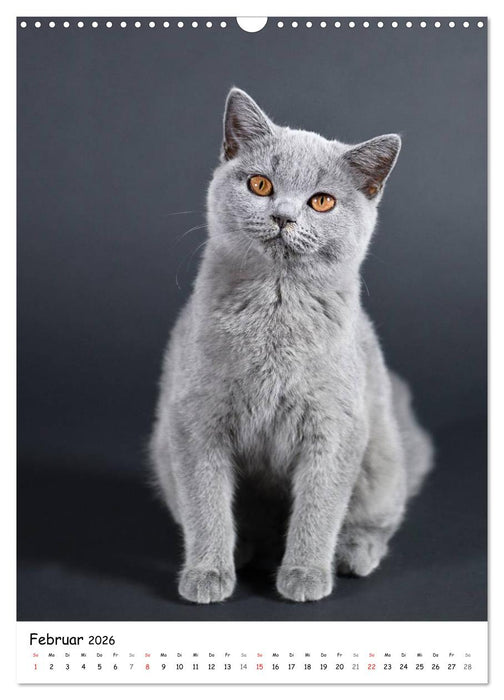 Briten Bärchen – Britisch Kurzhaar 2026 (CALVENDO Wandkalender 2026)
