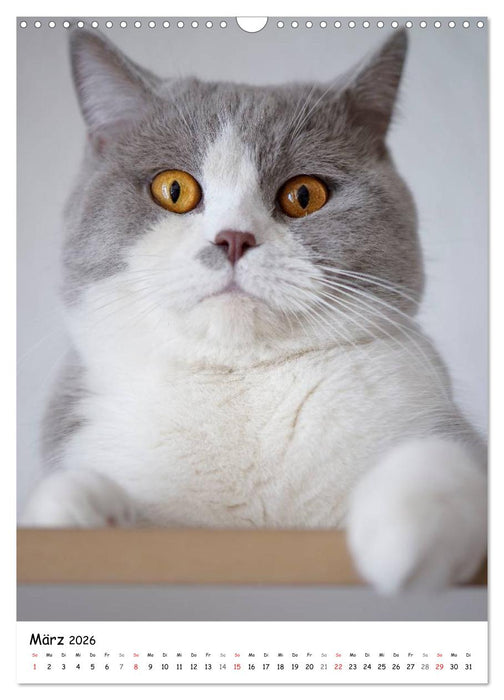 Briten Bärchen – Britisch Kurzhaar 2026 (CALVENDO Wandkalender 2026)