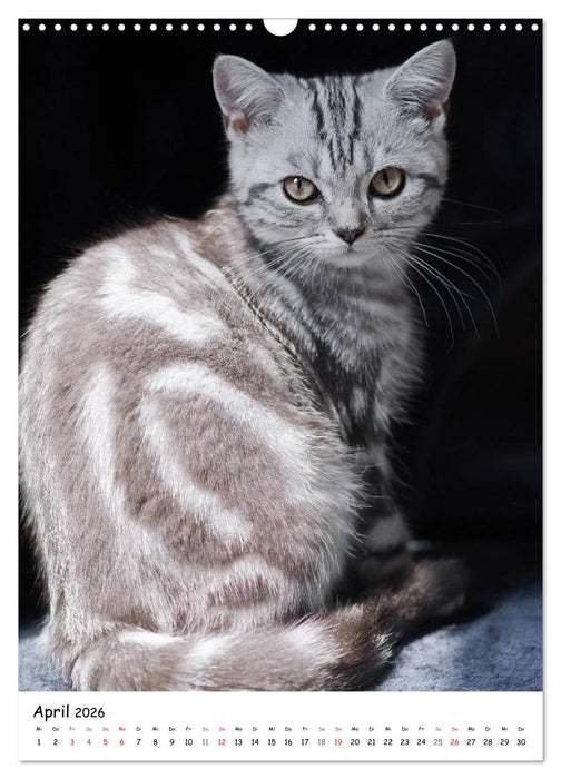 Briten Bärchen – Britisch Kurzhaar 2026 (CALVENDO Wandkalender 2026)