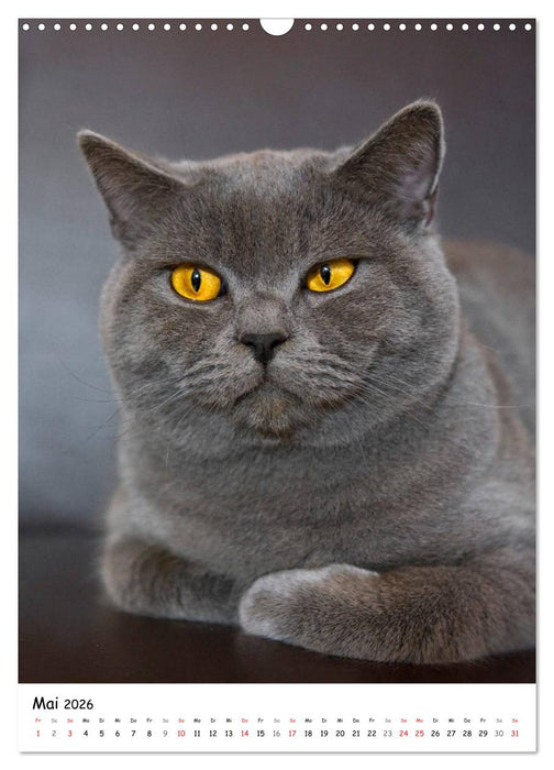 Briten Bärchen – Britisch Kurzhaar 2026 (CALVENDO Wandkalender 2026)