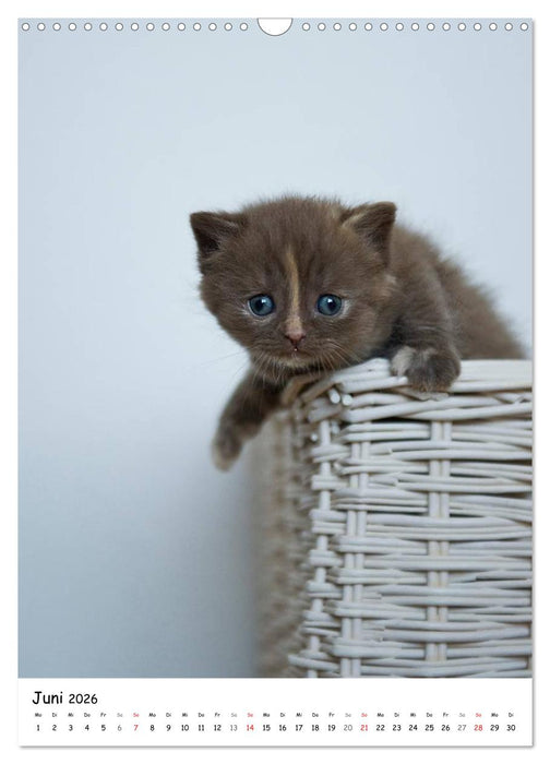 Briten Bärchen – Britisch Kurzhaar 2026 (CALVENDO Wandkalender 2026)
