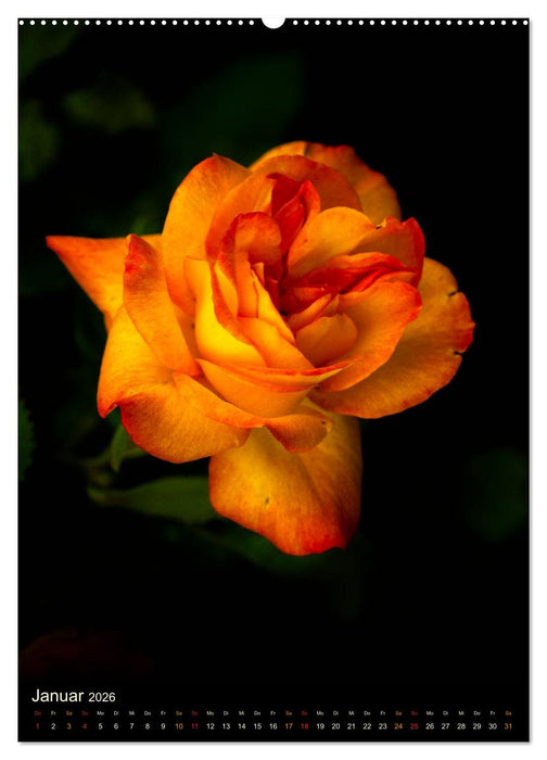 Gartenrosen (CALVENDO Premium Wandkalender 2026)