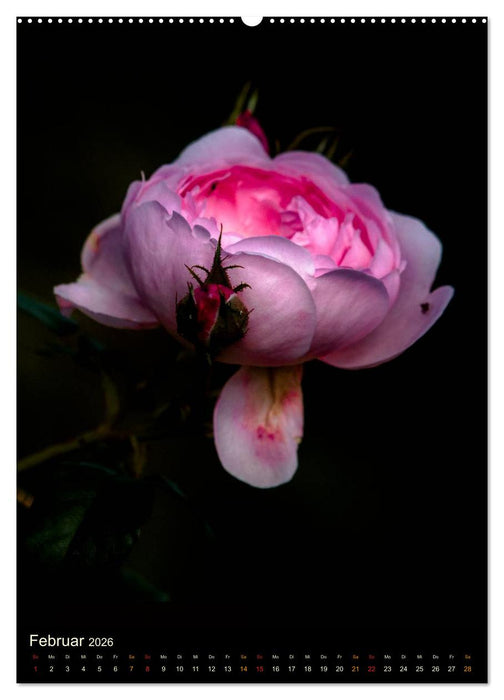 Gartenrosen (CALVENDO Premium Wandkalender 2026)