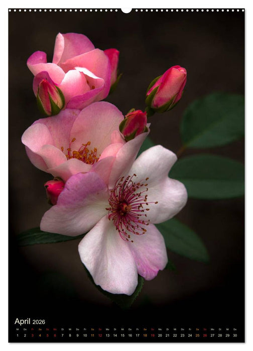 Gartenrosen (CALVENDO Premium Wandkalender 2026)