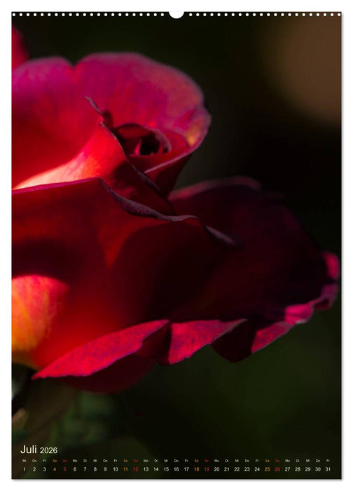 Gartenrosen (CALVENDO Premium Wandkalender 2026)